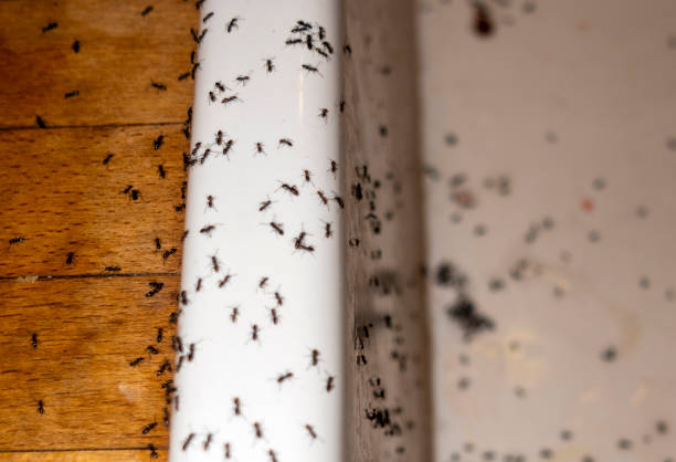 Wildlife Control Services in Grant Park, IL